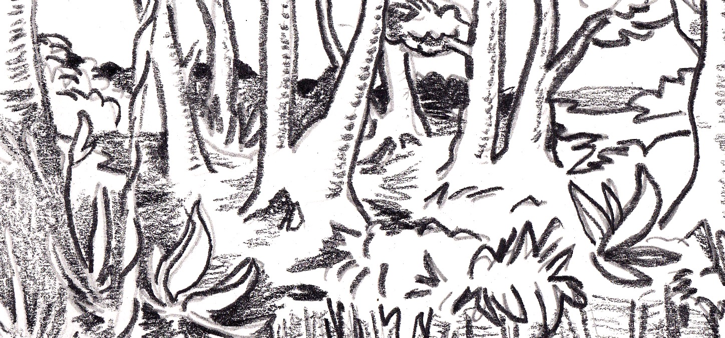 Dessins au crayon illustrant la biodiversité costaricienne, les efforts pour la préserver et leurs contradictions