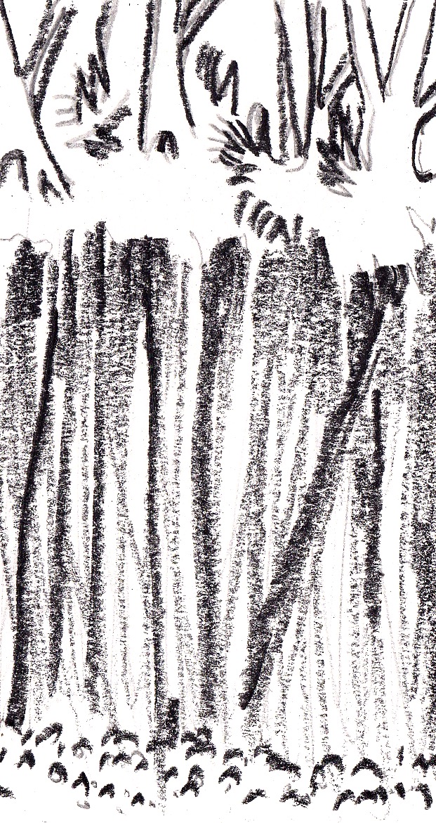 Dessins au crayon illustrant la biodiversité costaricienne, les efforts pour la préserver et leurs contradictions