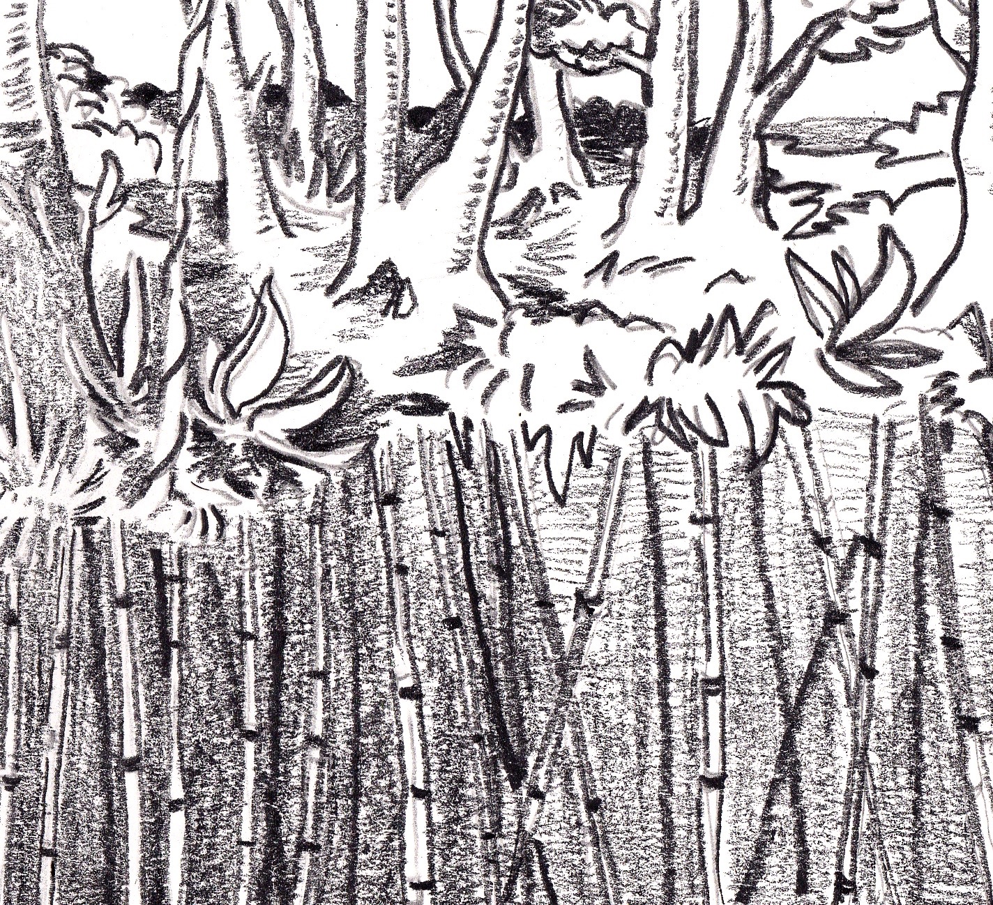 Dessins au crayon illustrant la biodiversité costaricienne, les efforts pour la préserver et leurs contradictions