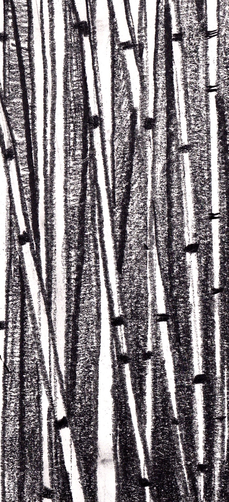 Dessins au crayon illustrant la biodiversité costaricienne, les efforts pour la préserver et leurs contradictions